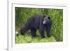 Black Bear at the Ocean to Eat Clams-Hal Beral-Framed Photographic Print