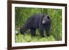 Black Bear at the Ocean to Eat Clams-Hal Beral-Framed Photographic Print