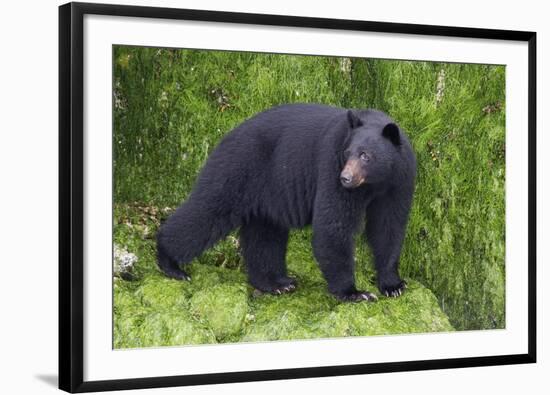 Black Bear at the Ocean to Eat Clams-Hal Beral-Framed Photographic Print