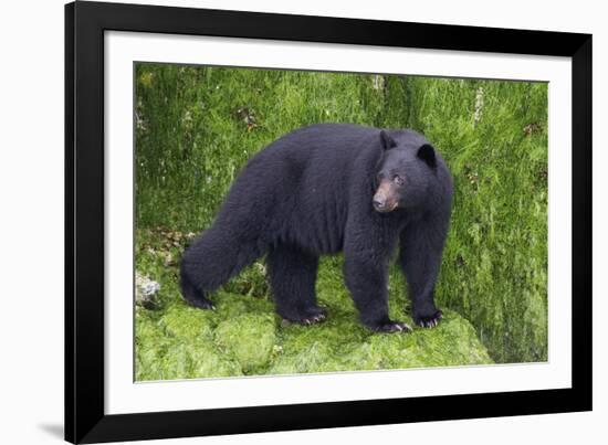 Black Bear at the Ocean to Eat Clams-Hal Beral-Framed Photographic Print