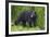 Black Bear at the Ocean to Eat Clams-Hal Beral-Framed Photographic Print