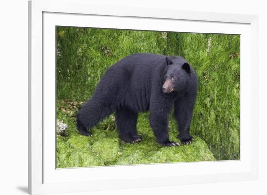 Black Bear at the Ocean to Eat Clams-Hal Beral-Framed Photographic Print