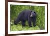 Black Bear at the Ocean to Eat Clams-Hal Beral-Framed Photographic Print