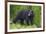 Black Bear at the Ocean to Eat Clams-Hal Beral-Framed Photographic Print