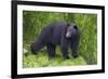 Black Bear at the Ocean to Eat Clams-Hal Beral-Framed Photographic Print