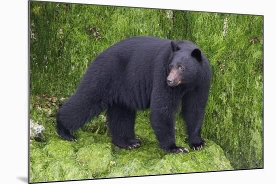 Black Bear at the Ocean to Eat Clams-Hal Beral-Mounted Photographic Print