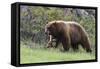 Black Bear Boar, Brown Color Phase, Blue Eyes-Ken Archer-Framed Stretched Canvas