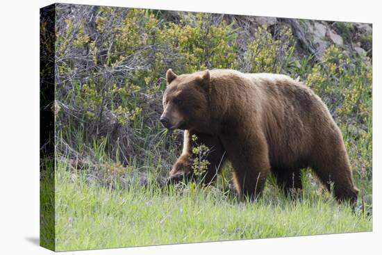 Black Bear Boar, Brown Color Phase, Blue Eyes-Ken Archer-Stretched Canvas