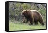 Black Bear Boar, Brown Color Phase, Blue Eyes-Ken Archer-Framed Stretched Canvas