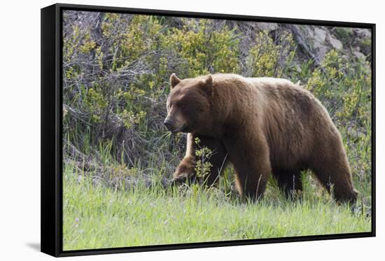 Black Bear Boar, Brown Color Phase, Blue Eyes-Ken Archer-Framed Stretched Canvas