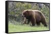 Black Bear Boar, Brown Color Phase, Blue Eyes-Ken Archer-Framed Stretched Canvas