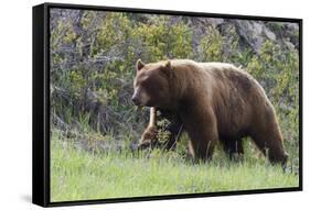 Black Bear Boar, Brown Color Phase, Blue Eyes-Ken Archer-Framed Stretched Canvas