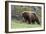 Black Bear Boar, Brown Color Phase, Blue Eyes-Ken Archer-Framed Photographic Print