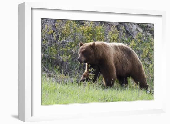 Black Bear Boar, Brown Color Phase, Blue Eyes-Ken Archer-Framed Photographic Print