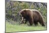Black Bear Boar, Brown Color Phase, Blue Eyes-Ken Archer-Mounted Photographic Print