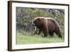 Black Bear Boar, Brown Color Phase, Blue Eyes-Ken Archer-Framed Photographic Print