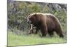 Black Bear Boar, Brown Color Phase, Blue Eyes-Ken Archer-Mounted Photographic Print