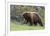 Black Bear Boar, Brown Color Phase, Blue Eyes-Ken Archer-Framed Photographic Print