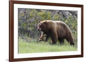 Black Bear Boar, Brown Color Phase, Blue Eyes-Ken Archer-Framed Photographic Print