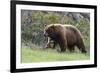 Black Bear Boar, Brown Color Phase, Blue Eyes-Ken Archer-Framed Photographic Print