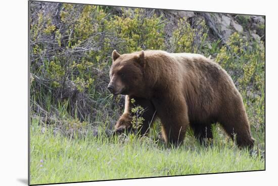 Black Bear Boar, Brown Color Phase, Blue Eyes-Ken Archer-Mounted Photographic Print