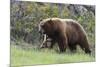 Black Bear Boar, Brown Color Phase, Blue Eyes-Ken Archer-Mounted Photographic Print
