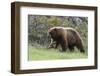 Black Bear Boar, Brown Color Phase, Blue Eyes-Ken Archer-Framed Photographic Print