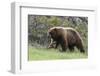 Black Bear Boar, Brown Color Phase, Blue Eyes-Ken Archer-Framed Photographic Print