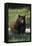 Black Bear Boar, Brown Color Phase-Ken Archer-Framed Stretched Canvas