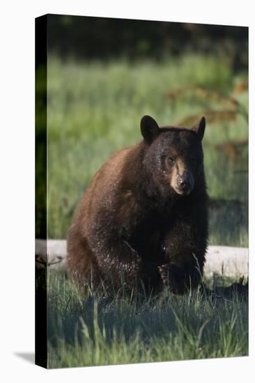 Black Bear Boar, Brown Color Phase-Ken Archer-Stretched Canvas