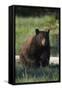 Black Bear Boar, Brown Color Phase-Ken Archer-Framed Stretched Canvas
