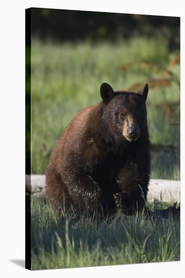 Black Bear Boar, Brown Color Phase-Ken Archer-Stretched Canvas