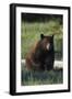 Black Bear Boar, Brown Color Phase-Ken Archer-Framed Premium Photographic Print