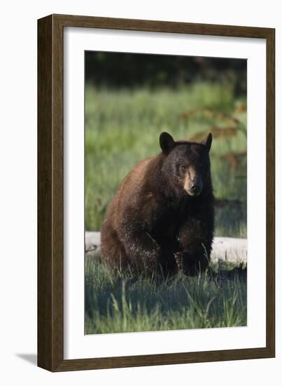 Black Bear Boar, Brown Color Phase-Ken Archer-Framed Photographic Print