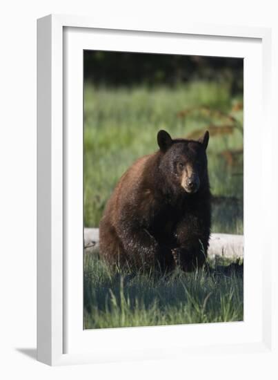 Black Bear Boar, Brown Color Phase-Ken Archer-Framed Photographic Print