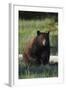 Black Bear Boar, Brown Color Phase-Ken Archer-Framed Photographic Print