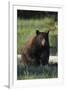 Black Bear Boar, Brown Color Phase-Ken Archer-Framed Photographic Print