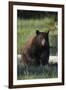 Black Bear Boar, Brown Color Phase-Ken Archer-Framed Photographic Print