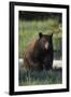 Black Bear Boar, Brown Color Phase-Ken Archer-Framed Photographic Print