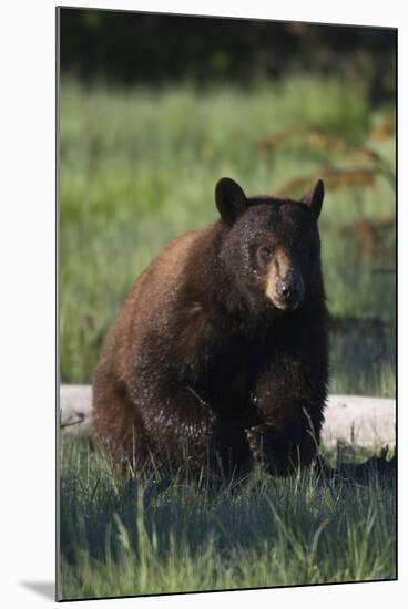 Black Bear Boar, Brown Color Phase-Ken Archer-Mounted Photographic Print