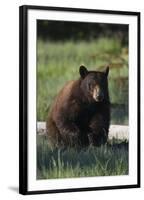 Black Bear Boar, Brown Color Phase-Ken Archer-Framed Photographic Print