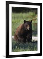 Black Bear Boar, Brown Color Phase-Ken Archer-Framed Photographic Print