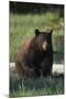 Black Bear Boar, Brown Color Phase-Ken Archer-Mounted Photographic Print