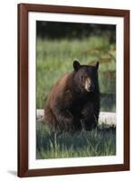 Black Bear Boar, Brown Color Phase-Ken Archer-Framed Photographic Print