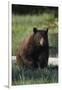 Black Bear Boar, Brown Color Phase-Ken Archer-Framed Photographic Print