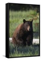 Black Bear Boar, Brown Color Phase-Ken Archer-Framed Stretched Canvas