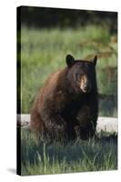 Black Bear Boar, Brown Color Phase-Ken Archer-Stretched Canvas