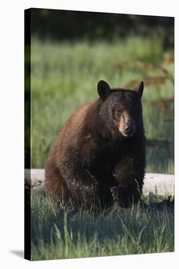 Black Bear Boar, Brown Color Phase-Ken Archer-Stretched Canvas