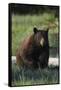 Black Bear Boar, Brown Color Phase-Ken Archer-Framed Stretched Canvas