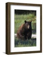 Black Bear Boar, Brown Color Phase-Ken Archer-Framed Photographic Print
